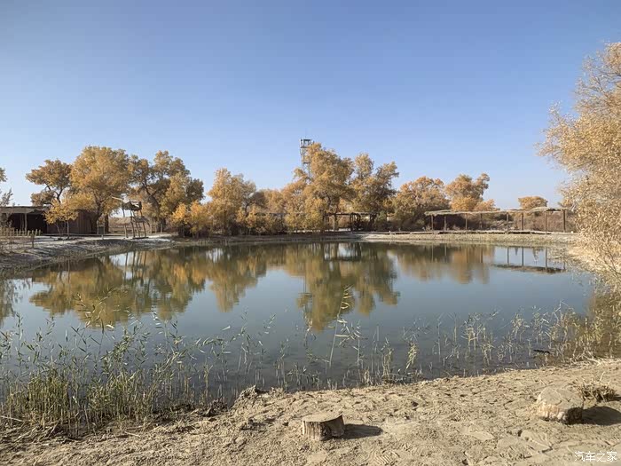 深秋新疆巴州尉犁沙漠胡杨塔里木河尽赏