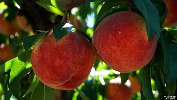 湖光山色艳红桃香