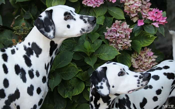 喜迎2022猎犬斑点狗