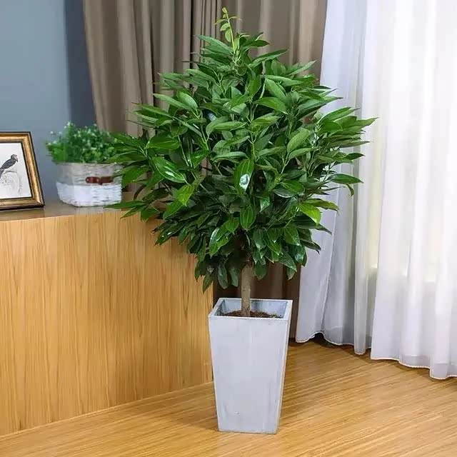 客厅里摆放这样的盆景好吧