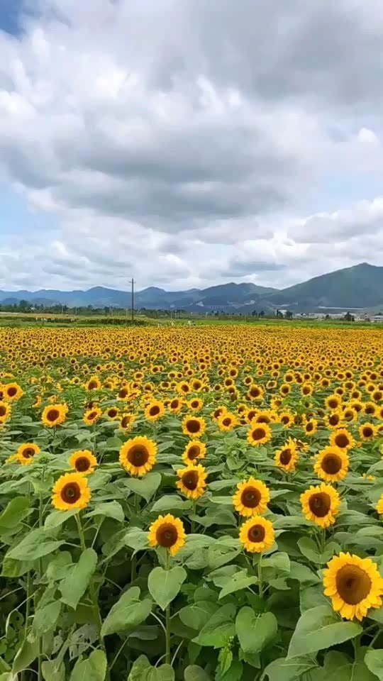 澄江抚仙湖边的向日葵花海