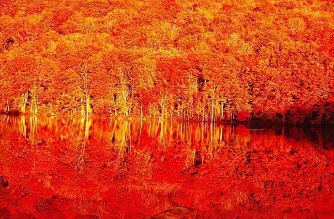日本青森县茑沼的红叶,火红的颜色,像在火中燃烧一样!