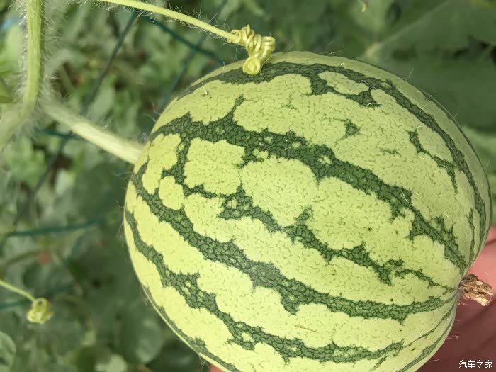 这瓜是哪个品种呢,花纹这么明朗.等待他成熟.