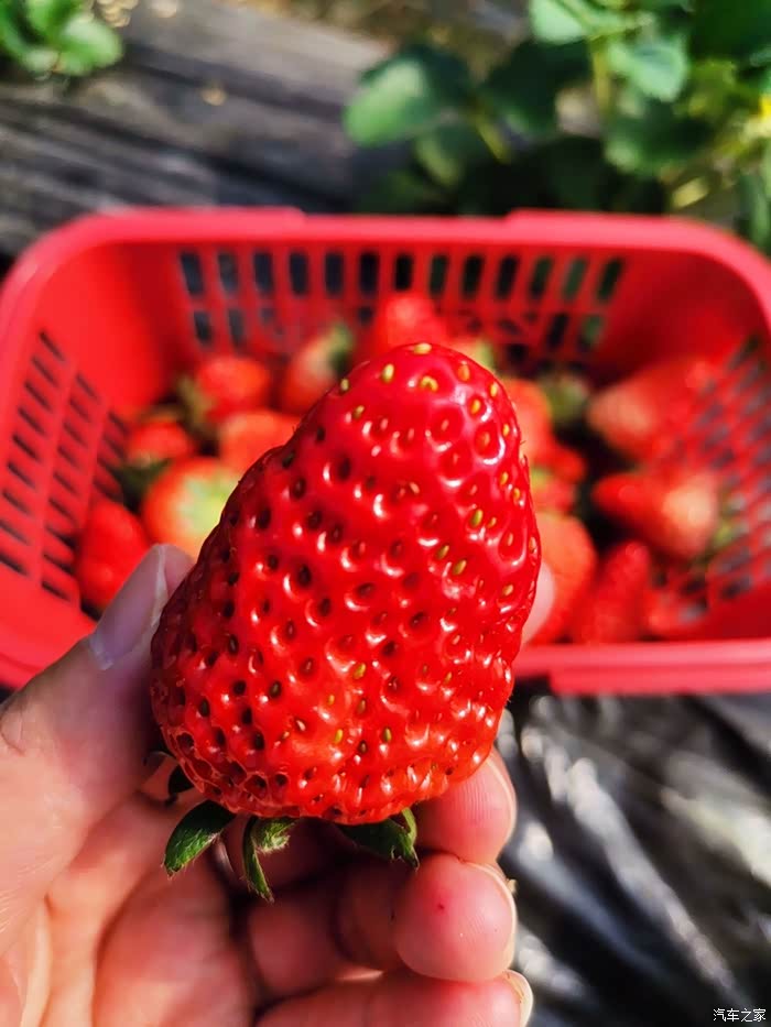 草莓红犹如一颗红宝石.