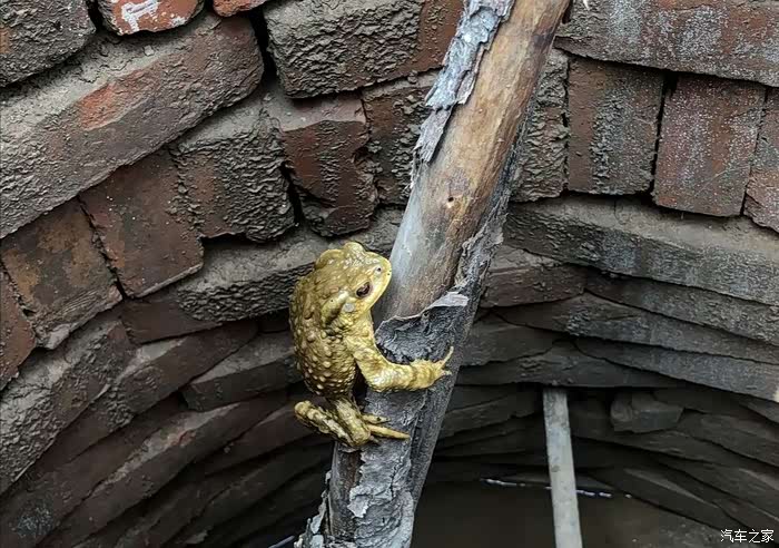 宅家小记回顾2019年的乡野生活