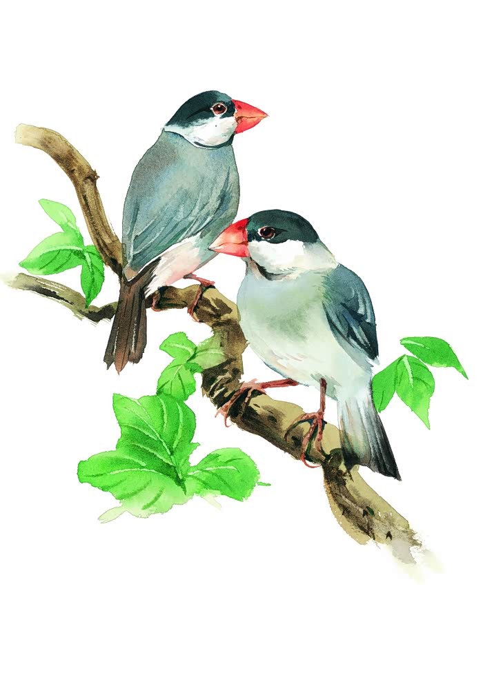 狂欢十二月各种鸟类彩绘油画一