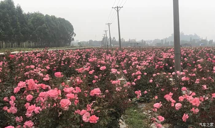 万物复苏送福利小鹏车主带你游莲塘玫瑰园