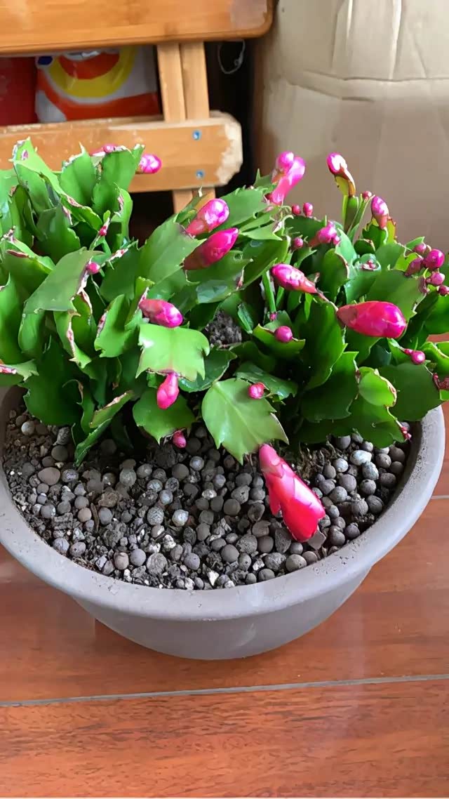 长寿蟹爪兰,抓住秋天最后扦插机会,还能插活10盆花