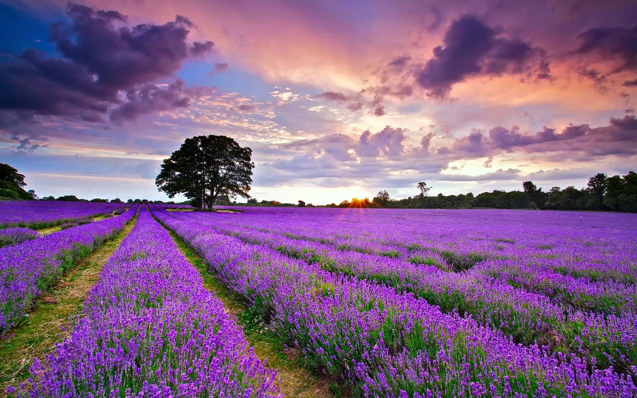 带你们看一下薰衣草种植园!