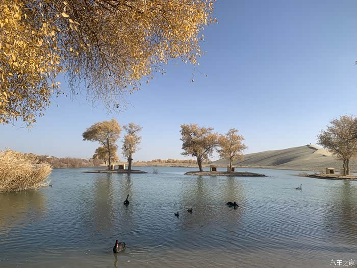 深秋新疆巴州尉犁沙漠胡杨塔里木河尽赏
