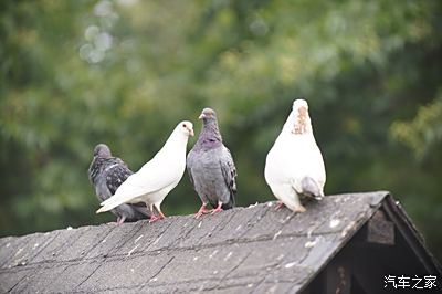 早晨杏花公园的鸽子们在等待游人们给他们投食