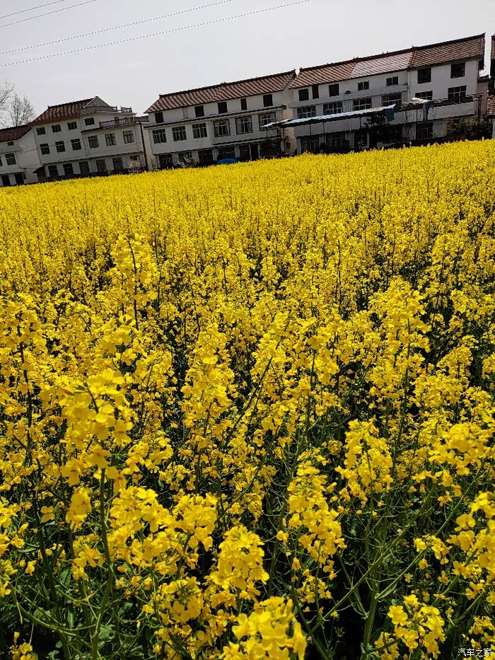 开上我的小五周游整个春天