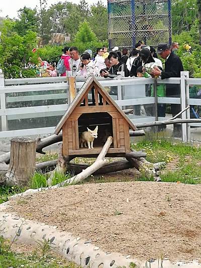 兒童節北安至齊齊哈爾龍沙動植物園一日遊