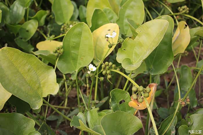 次看到水生植物浮萍结的果实.