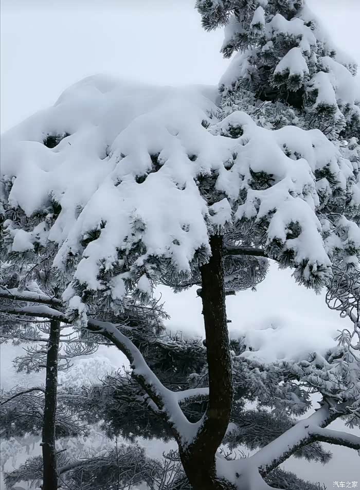 冬季到黄山看雪松