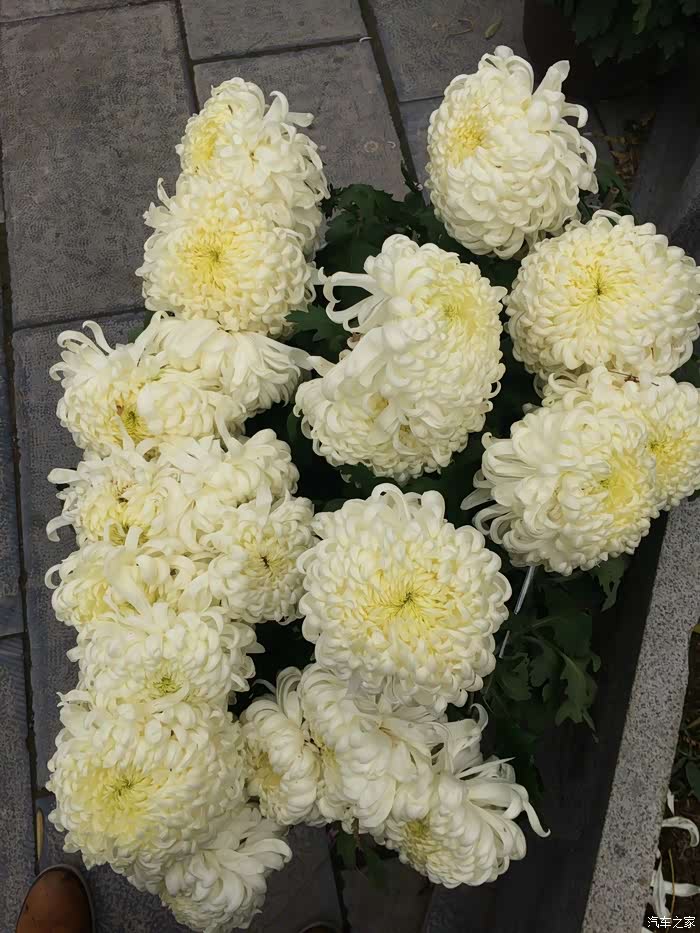 黄花遍国中汴菊最为名携coupe游开封菊花展