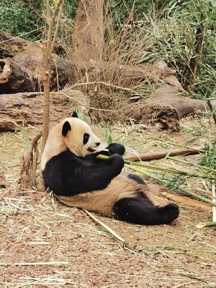 成都熊猫基地看熊猫去咯!