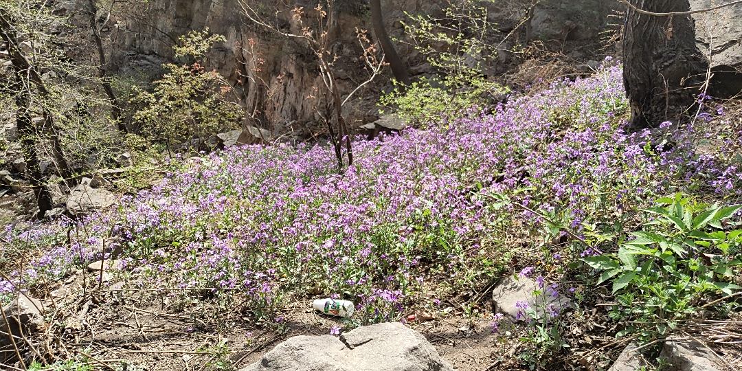 又上了一斷臺階,紫紅色的花開滿了漫山遍野