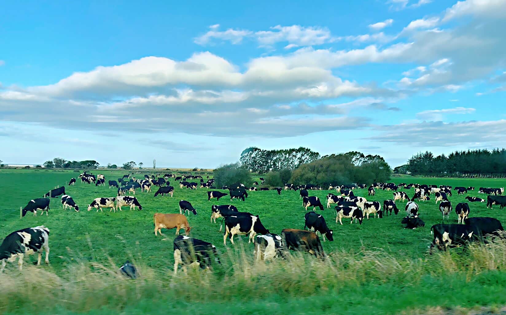青青草原的自然风光,绿色好心情,成群的牛羊,肥沃的草原