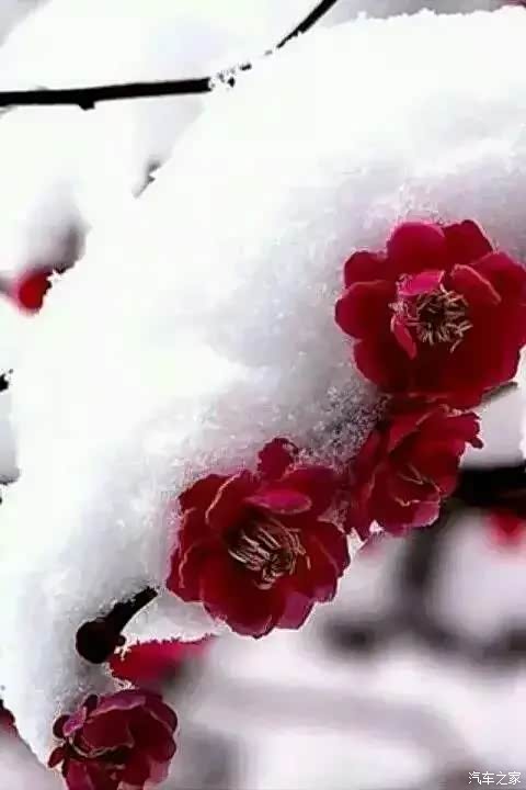 梅花,雪花是冬天——这个季节的最爱