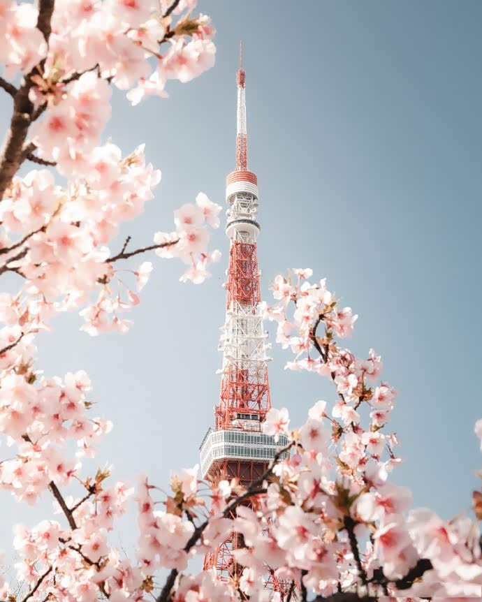 东京塔和樱花耳鬓厮磨的讲述着它们的浪漫故事