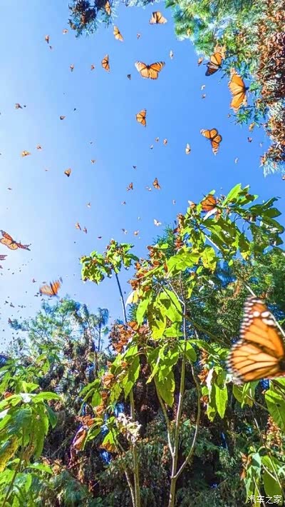 满天蝴蝶蝶飞 —— 云南蝴蝶谷.