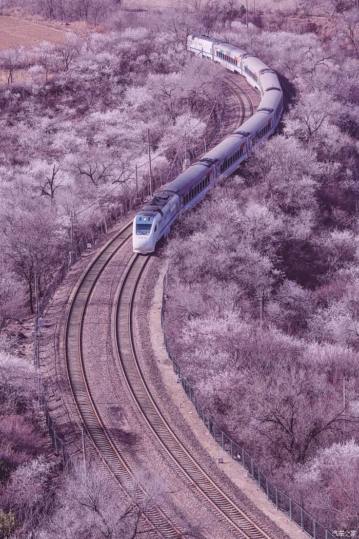 开往春天的列车拍摄穿越花海的ndj3和谐长城号