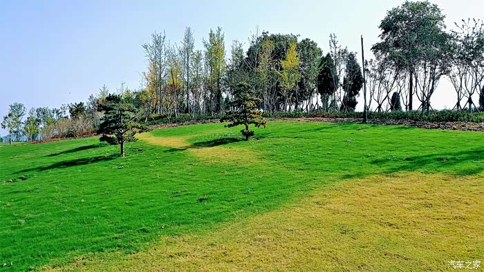 阳光下漂亮的绿茵地.