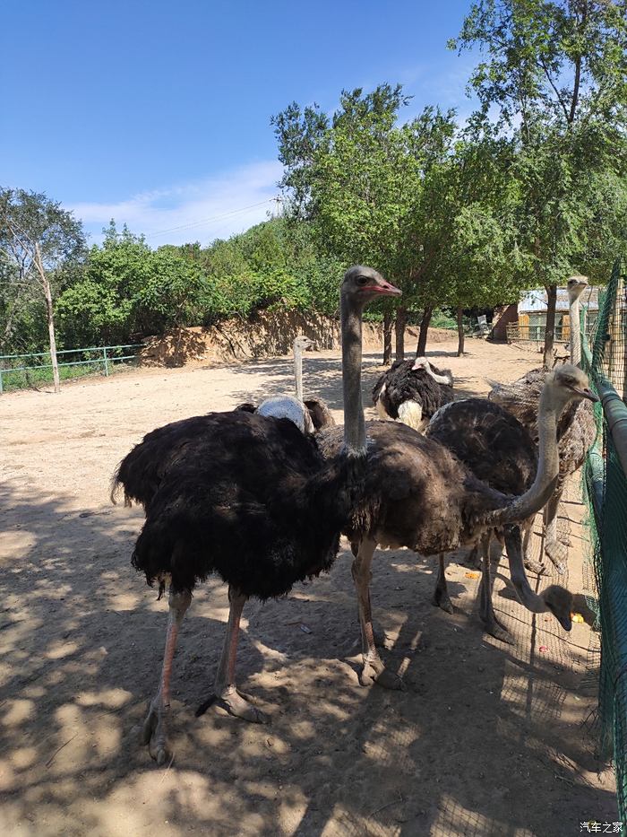 天津博越車友會大白帶我暢遊野生動物園