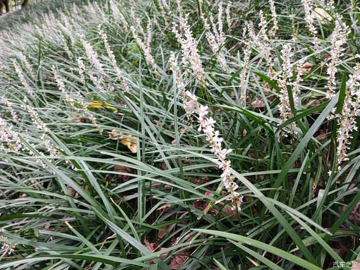 四川长安suv联盟王者观天下逛碧波湖赏两岸好风光