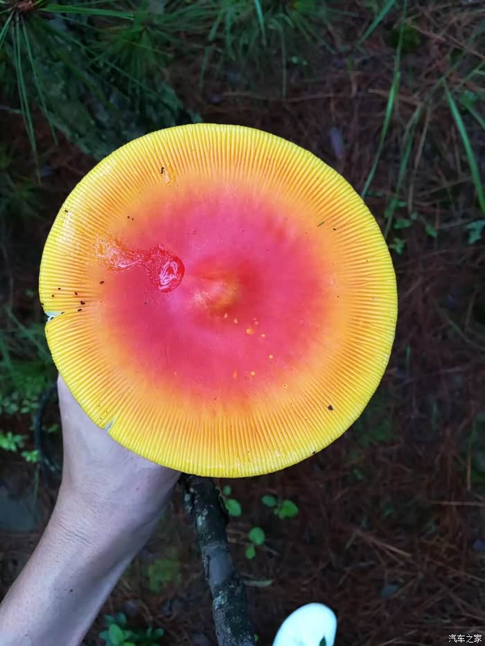 申精#开着大宝进山寻宝啦,7月的菌子格外鲜美!