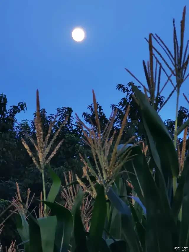 圆圆的月亮像个大玉盘高高的挂在天上