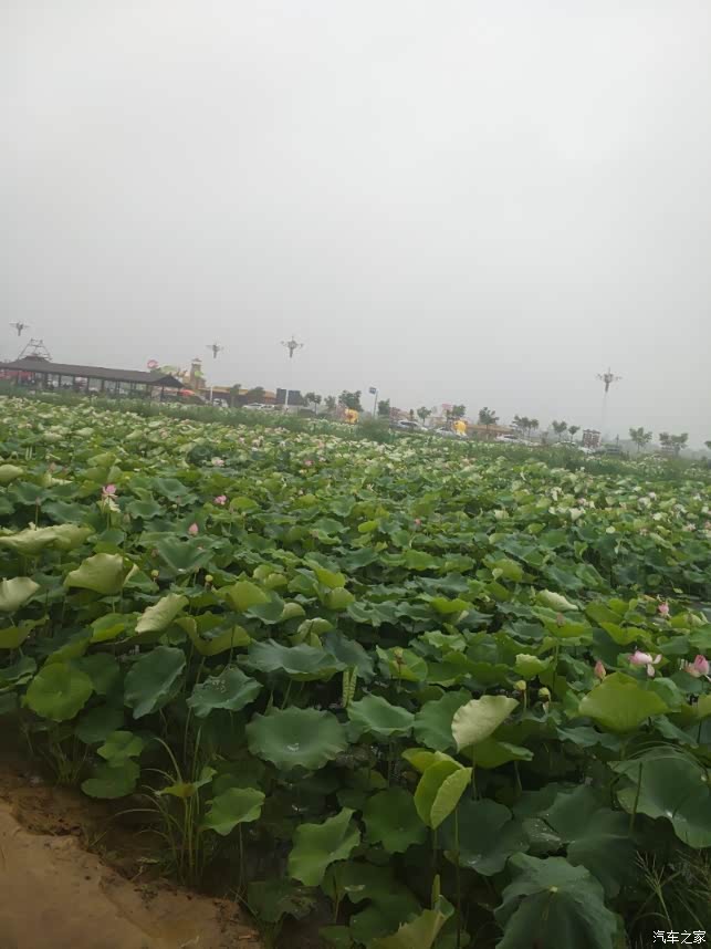 赏荷之旅范县陈庄万亩荷花园