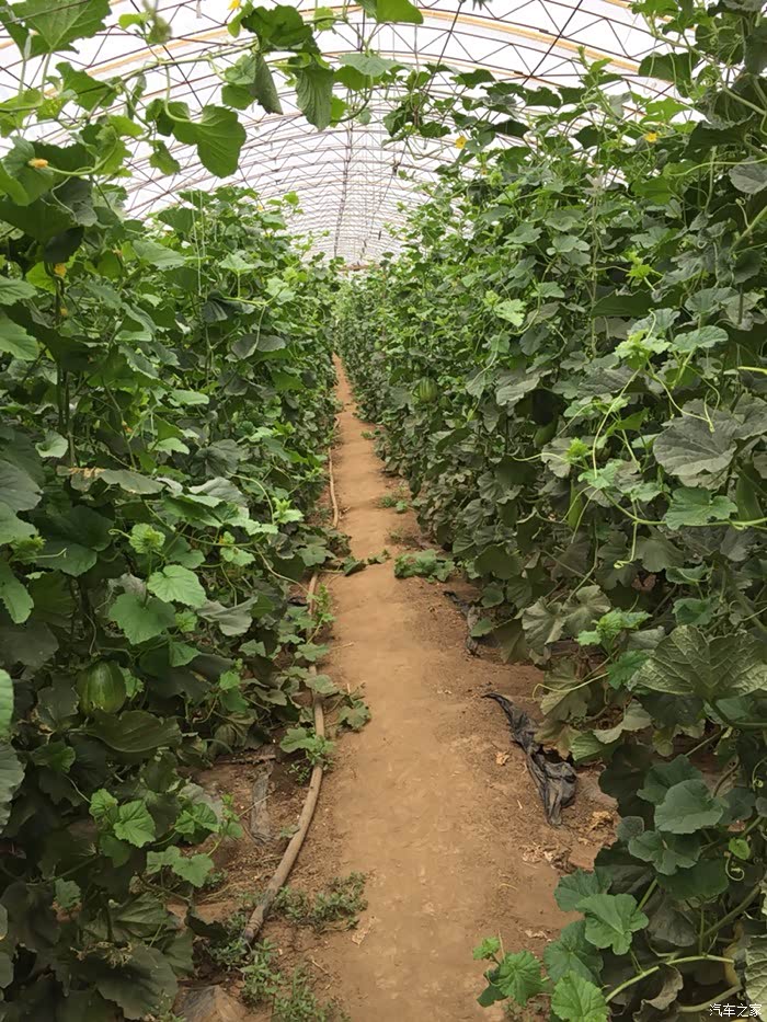 快乐端午之香瓜采摘记