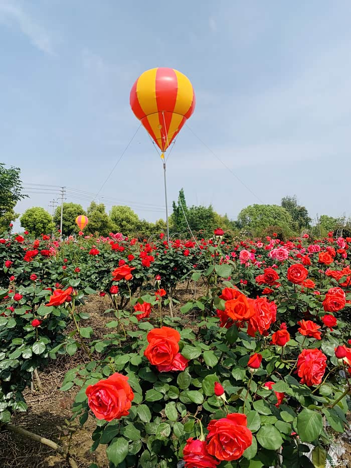 【图】成都市新津区唯一早春玫瑰花海自驾游.