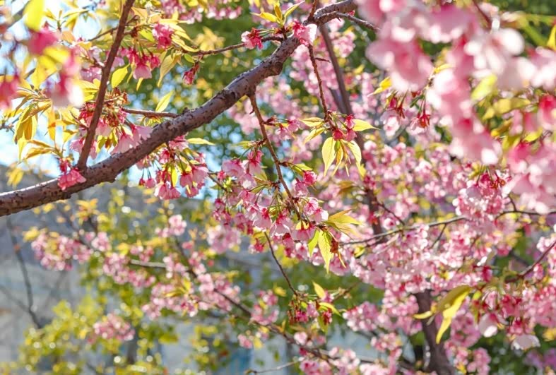 上海雕塑公园赏樱花之旅