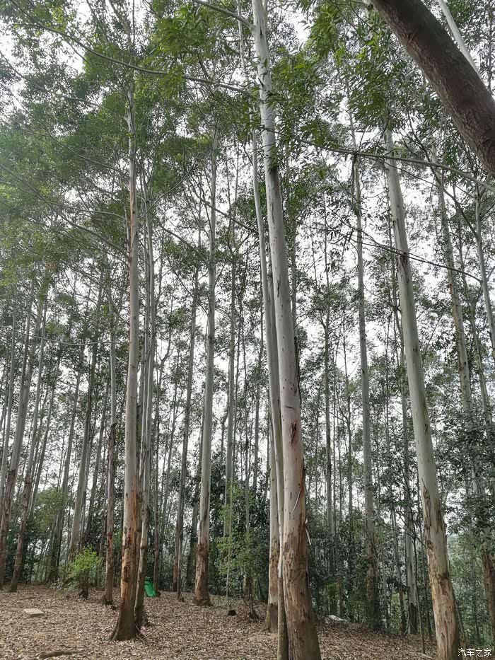 【广西壹家人车友会 】探秘五象岭森林公园