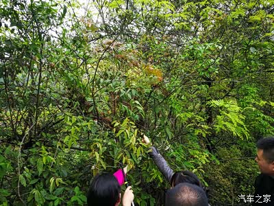 回来下山的路上大家发现了一种野果子---羊木奶
