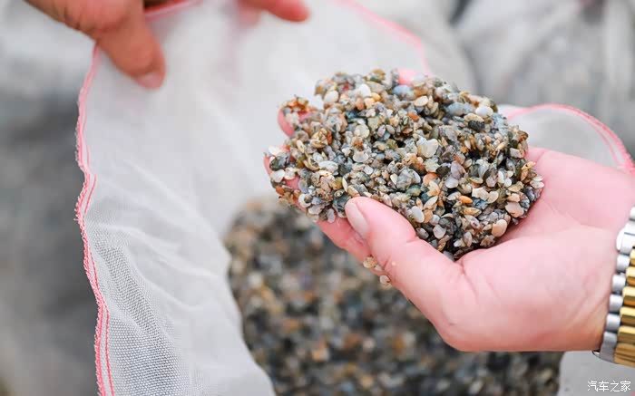 一包大概有十万颗花蛤苗