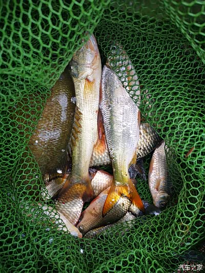 【降温送关怀】临安大塘坞水库钓鱼比赛(2)钓鱼比赛获佳绩