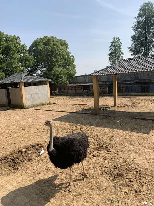 告别2021武汉九峰森林动物园