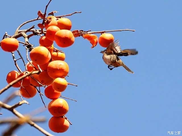 秋天红通通的柿子成熟了,小鸟和松鼠都迫不及待的想来尝尝味道.