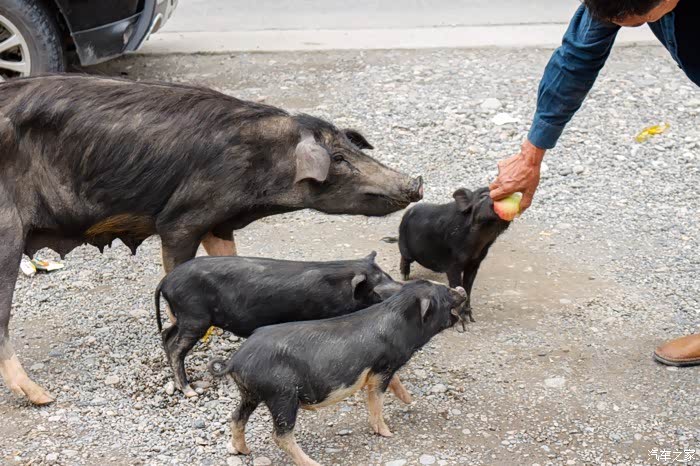 到处都是吃苹果的藏香猪,真的点都怕人