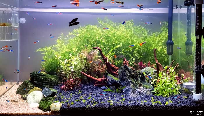 逛花鸟鱼虫市场和阁瑞斯一起为家里添置鱼缸