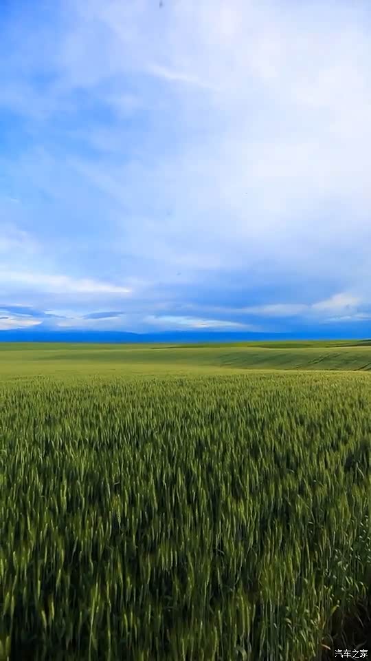 蓝天下的麦田风光