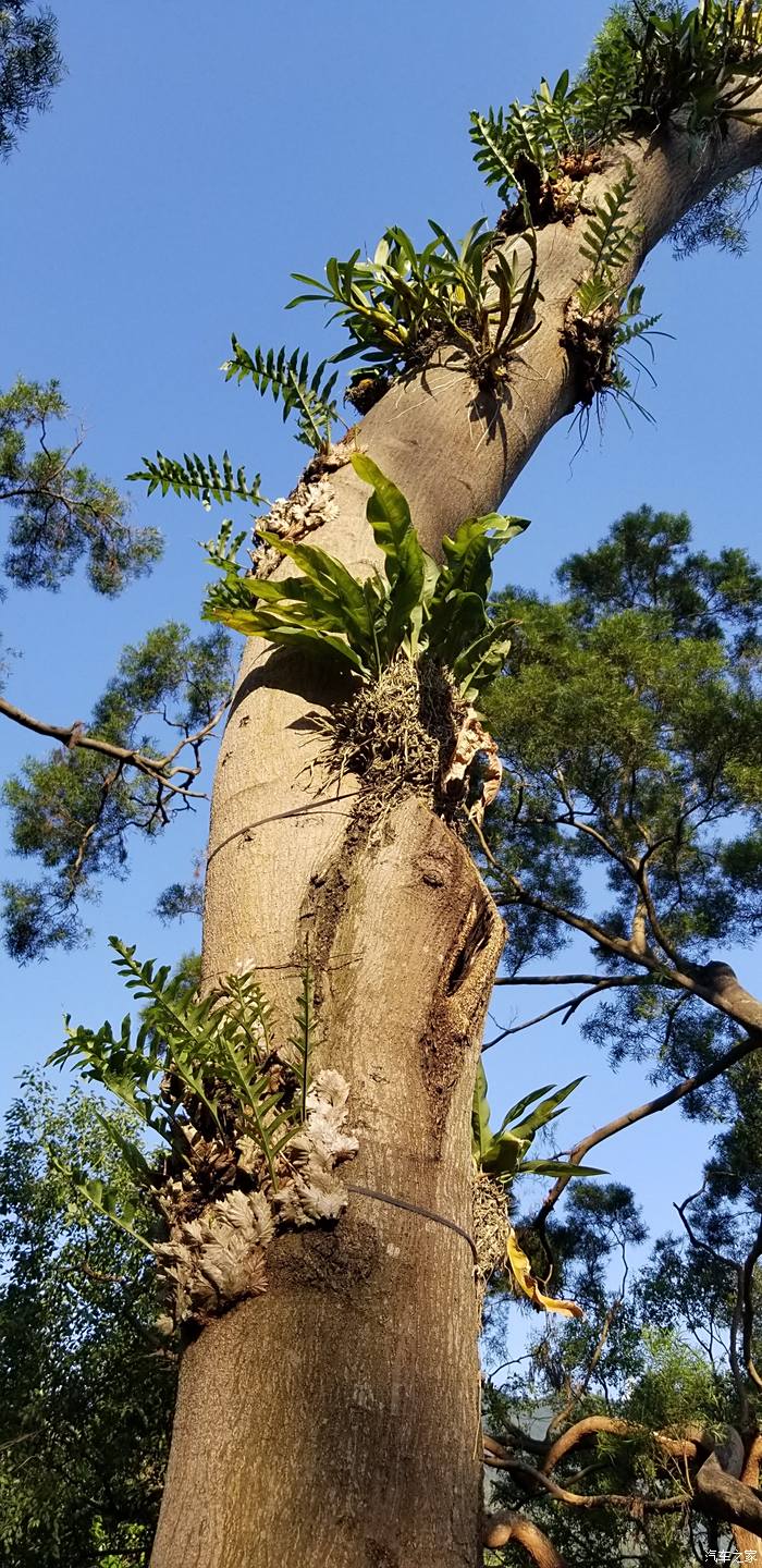 這個寄生植物我認識,山裡人常剝下來當作中藥食用,治療跌打損傷.