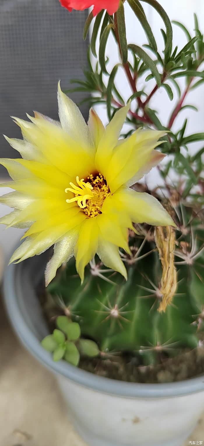 【图】我养的肉肉---猴尾柱开花_山东论坛_汽车之家论坛