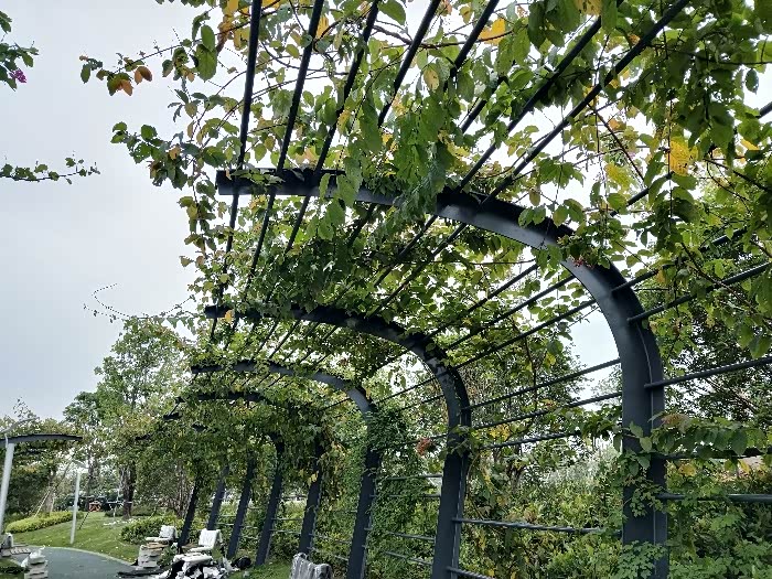 看看就是园内的廊架也是爬满了鲜花藤