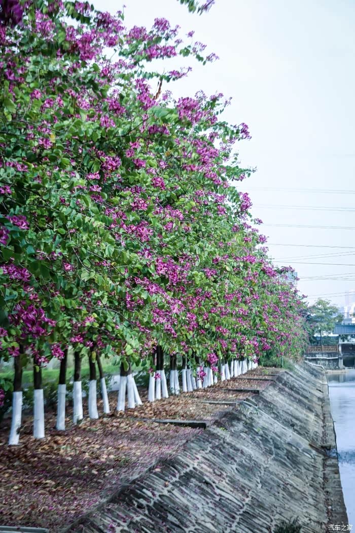 旁边的渠道边栽种着成排的洋紫荆花树,正是紫荆花开的季节,满树的紫荆