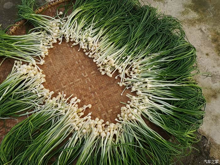 吃野藠头的时节到了